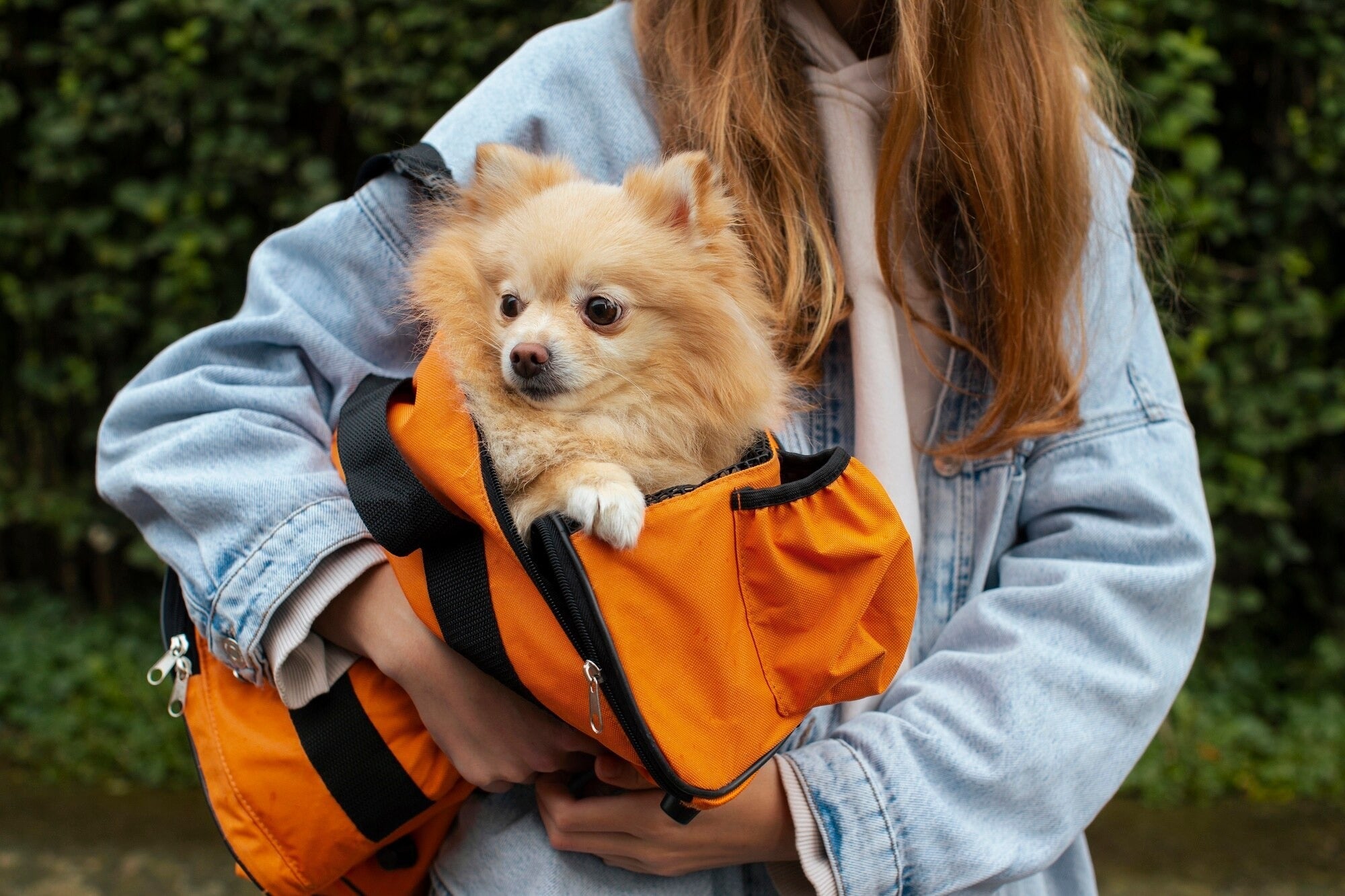 Secure Pet Carriers For Travel Adventures